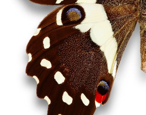 Stickers fenêtre animaux Nymphalidae dans les tons de la terre