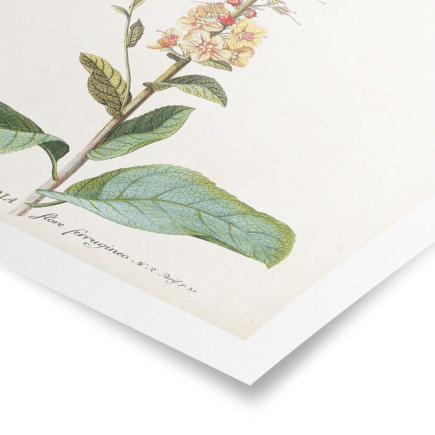 Tableaux jaunes Illustration botanique vintage Mullein