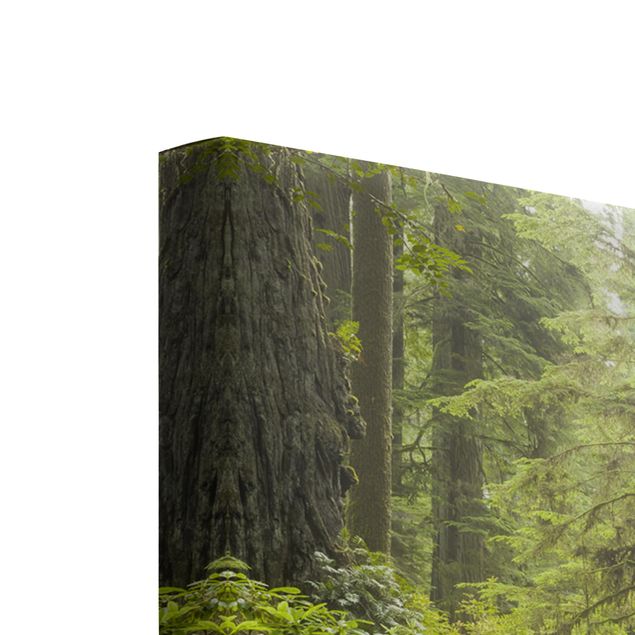 Tableaux de Rainer Mirau Parc d'État des séquoias de la côte Del Norte Californie