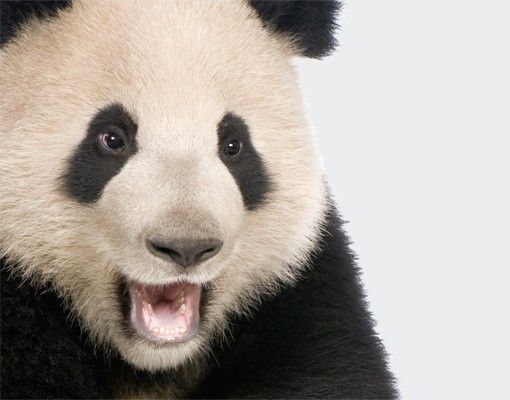 Films autocollants Laughing Panda