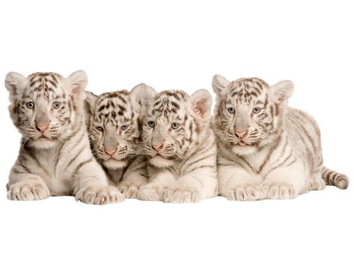 Stickers muraux animaux No.504 Bébés tigre du Bengale
