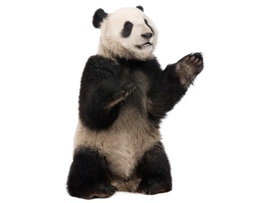 Stickers muraux panda No.509 Panda assis
