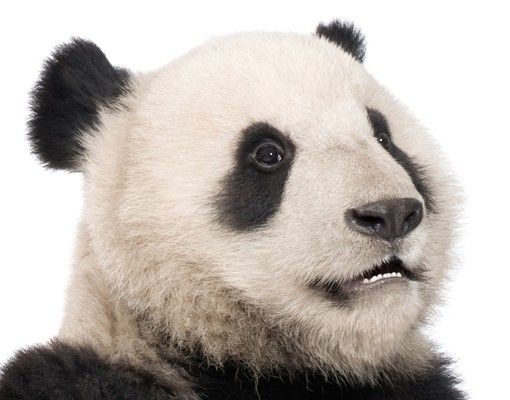 Adhésifs muraux No.509 Panda assis