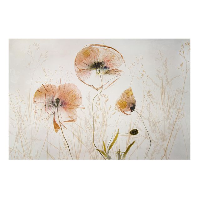 Tableaux coquelicots Fleurs de pavot séchées avec des herbes délicates