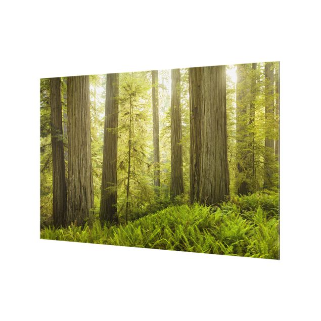 Fond de hotte - Redwood State Park Forest View