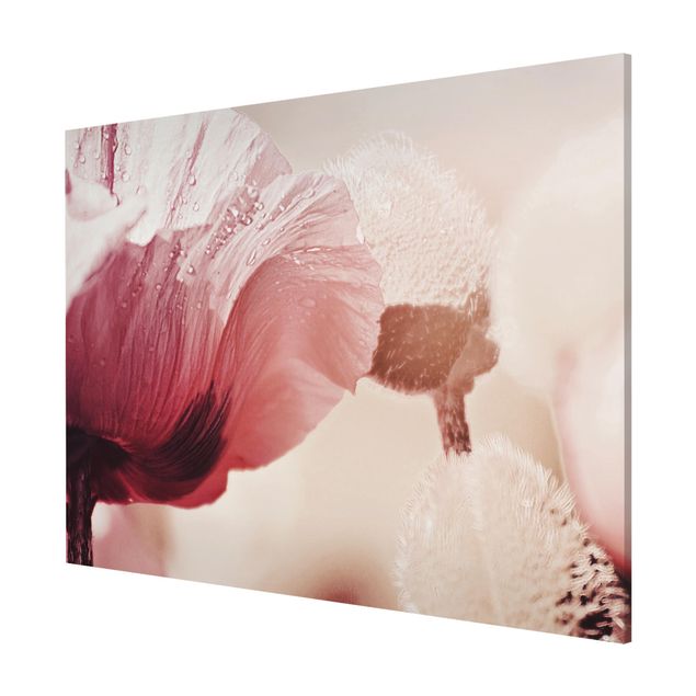 Tableaux magnétiques avec fleurs Fleur de coquelicot rose pâle avec gouttes d'eau