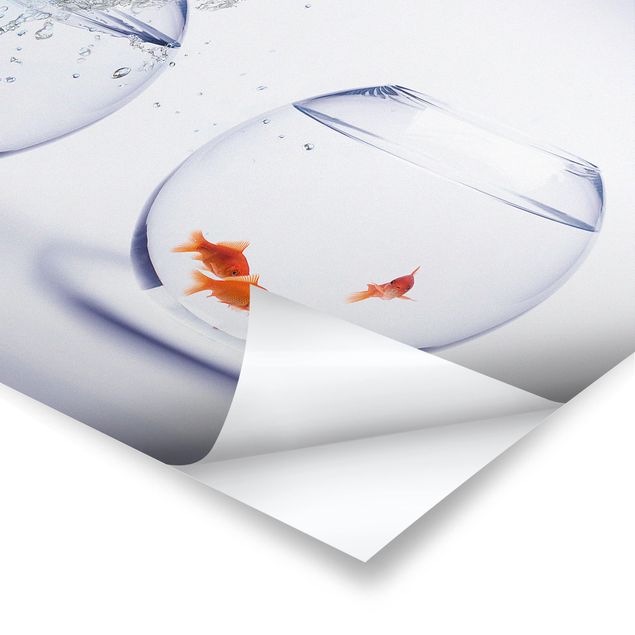 Posters muraux Flying Goldfish