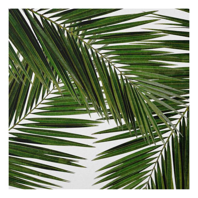 Fonds de hotte - View Through Green Palm Leaves - Carré 1:1