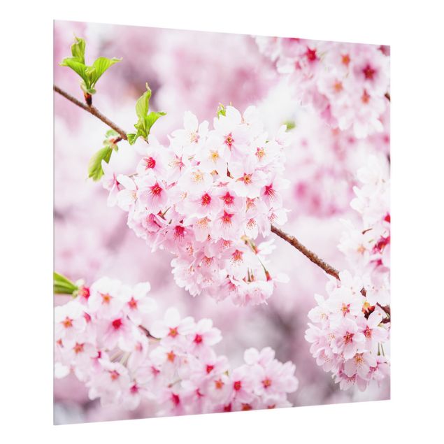 Fond de hotte verre Japanese Cherry Blossoms