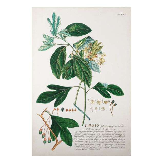 tableaux floraux Illustration botanique vintage Laurel