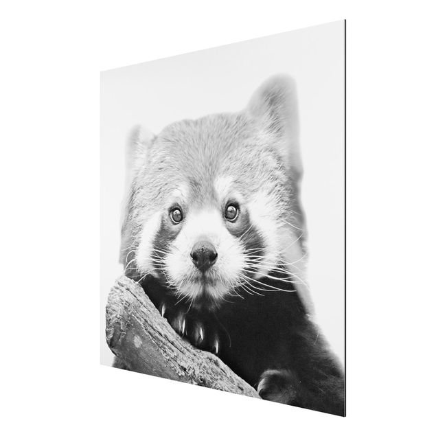 Tableau moderne Panda rouge en noir et blanc