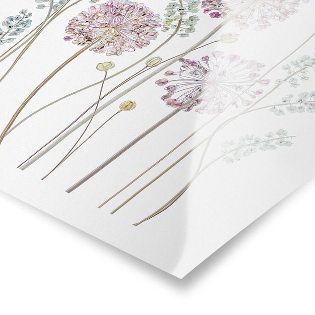 Tableau décoration Illustration d'Allium