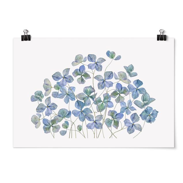 Posters fleurs Fleurs d'hortensia bleues