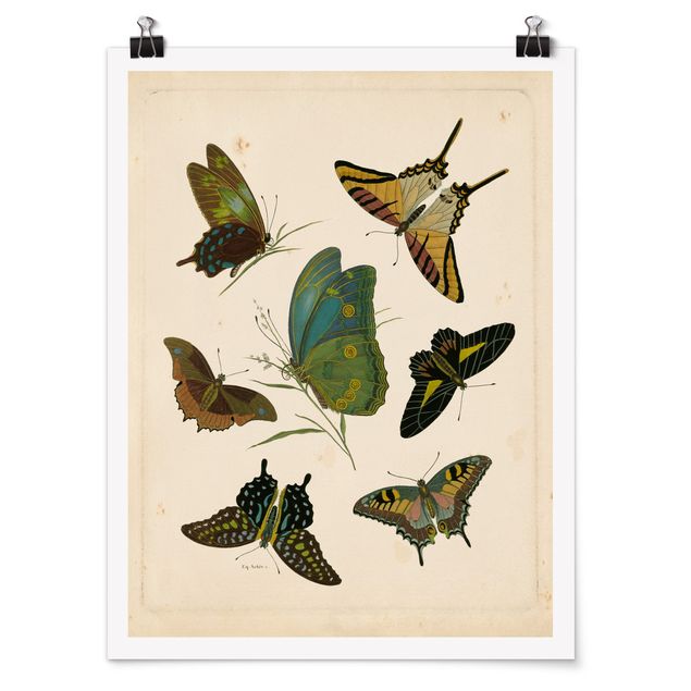 Tableau style vintage Illustration vintage Papillons Exotiques