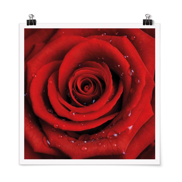 Tableaux fleurs Rose rouge avec gouttes d'eau