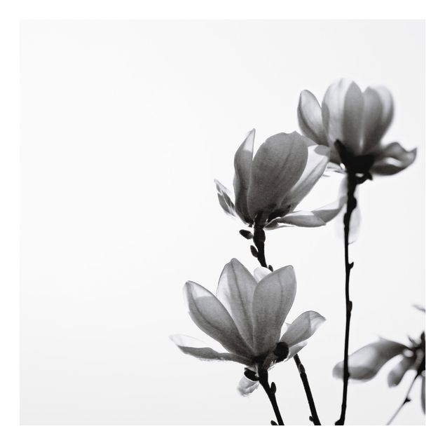 Fonds de hotte - Herald Of Spring Magnolia Black And White - Carré 1:1