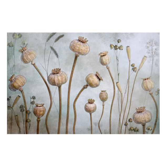 Tableau coquelicots Dried Poppy Flower