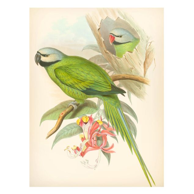 Tableaux magnétiques avec fleurs Illustration Vintage Oiseaux Tropicaux II