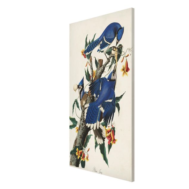 Tableaux fleurs Tableau Vintage Blue Jays