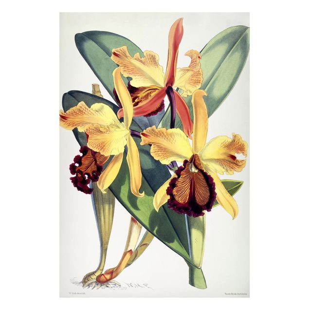 Tableaux orchidées Walter Hood Fitch - Orchidée