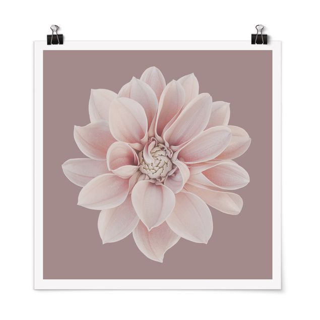 Posters fleurs Fleur Dahlia Lavande Blanc Rose