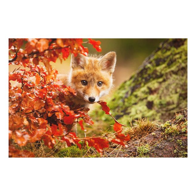 Fond de hotte - Fox In Autumn