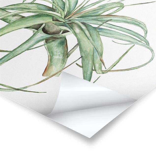 Poster - Air Plant Watercolour I