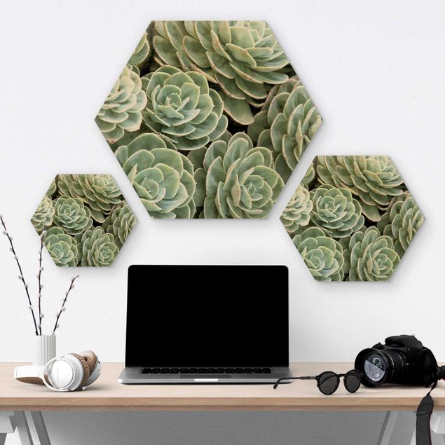 Hexagone en bois - Green Succulents