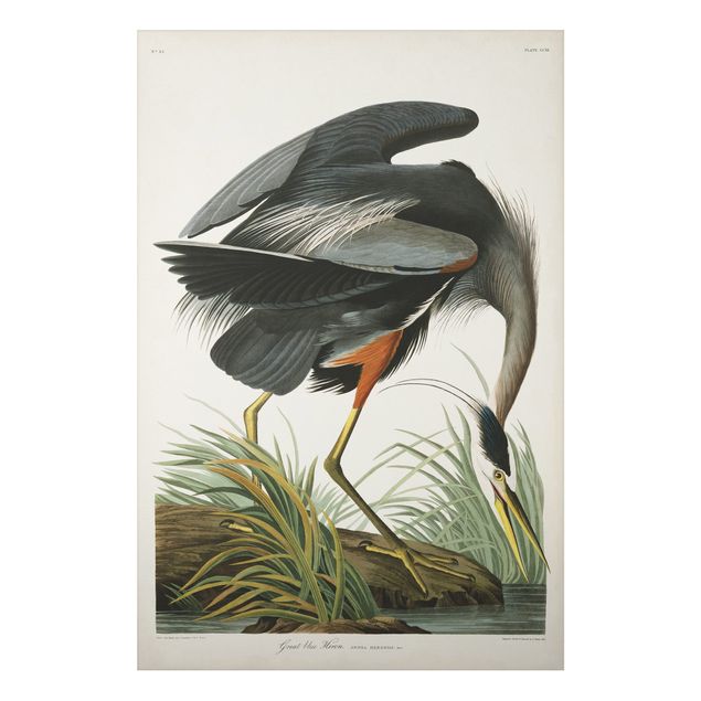 Cadre animaux Tableau Botanique Blue Heron