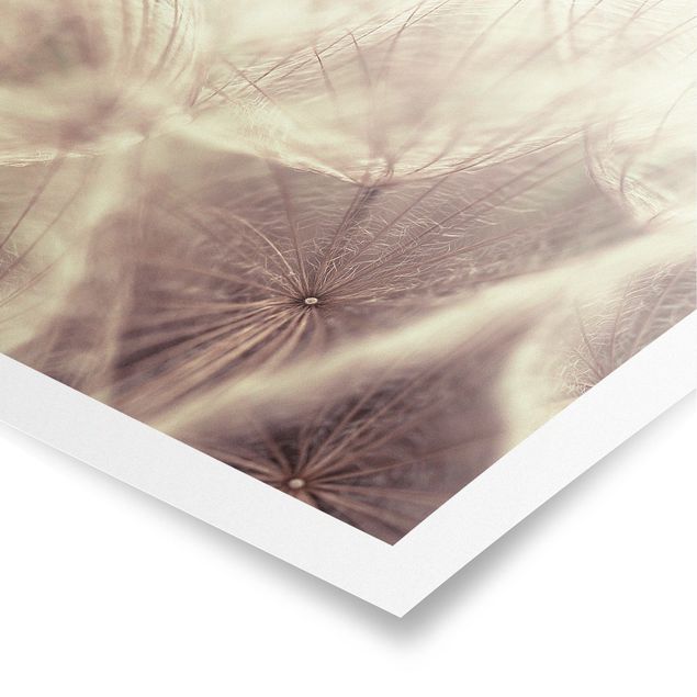 Tableaux Macro photo détaillée d'un pissenlit avec effet de flou vintage