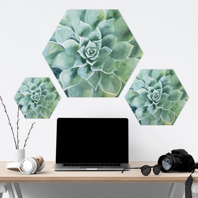 Hexagone en forex - Succulent Plant Watercolour Dark