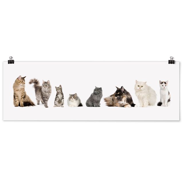 Tableau animaux Cat Gang