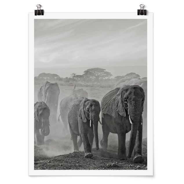 Posters en noir et blanc Troupeau d'éléphants