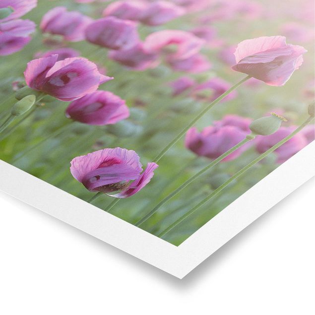 Tableau fleurs Prairie de coquelicots violets au printemps