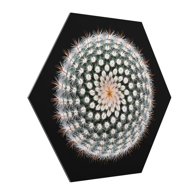 Tableaux dessins Fleur de cactus