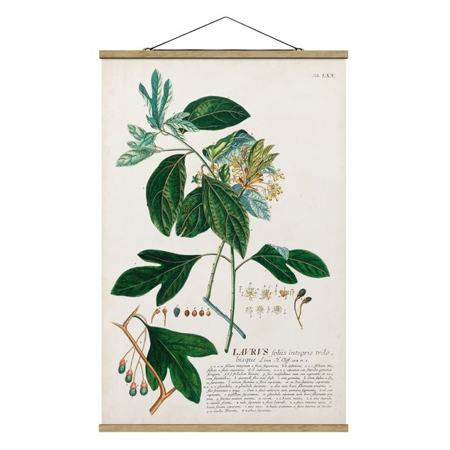 Tableaux florals Illustration botanique vintage Laurel