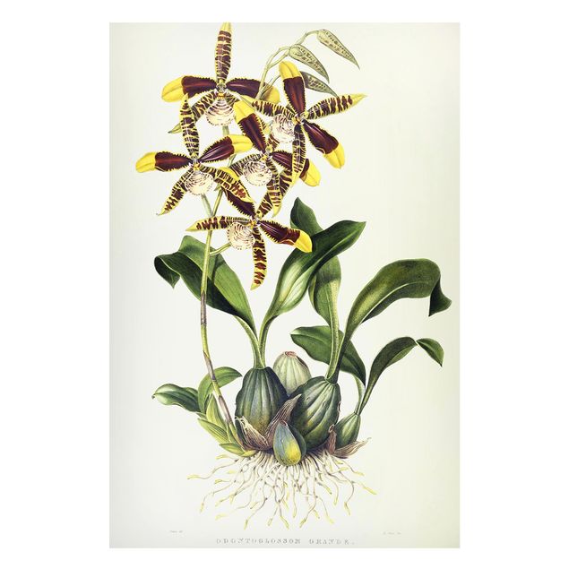 Tableaux orchidées Maxim Gauci - Orchidée II