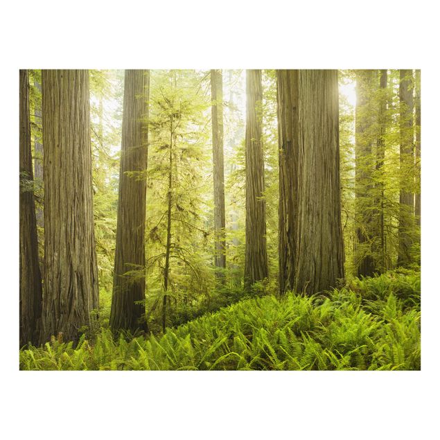 Fond de hotte - Redwood State Park Forest View