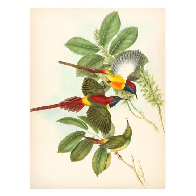 Tableaux magnétiques avec fleurs Illustration Vintage Oiseaux Tropicaux III