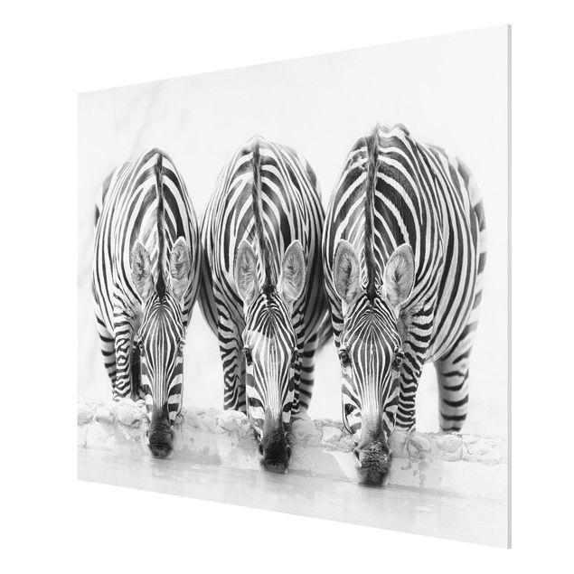 Tableau moderne Trio de zèbres en noir et blanc