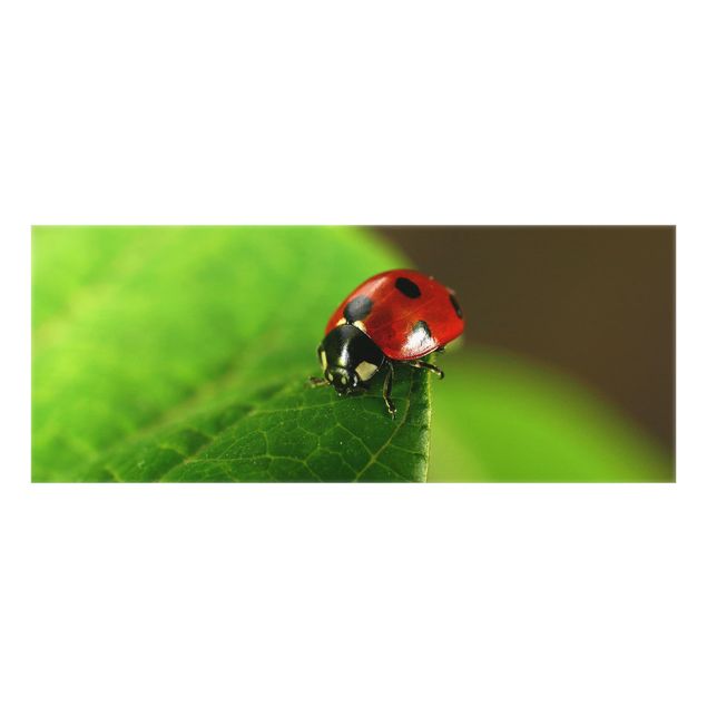Fond de hotte - Ladybird