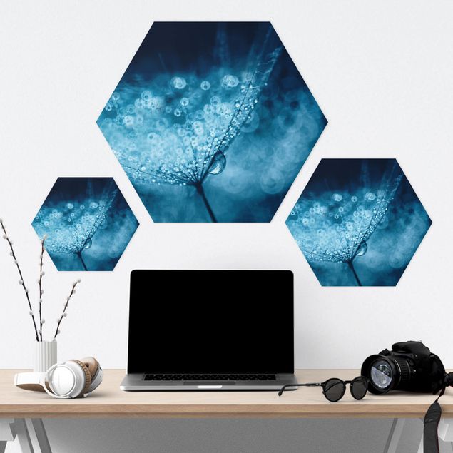 Hexagone en forex - Blue Dandelion In The Rain