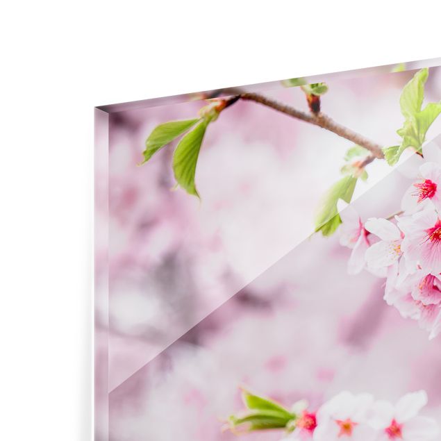 Fonds de hotte - Japanese Cherry Blossoms - Panorama 5:2