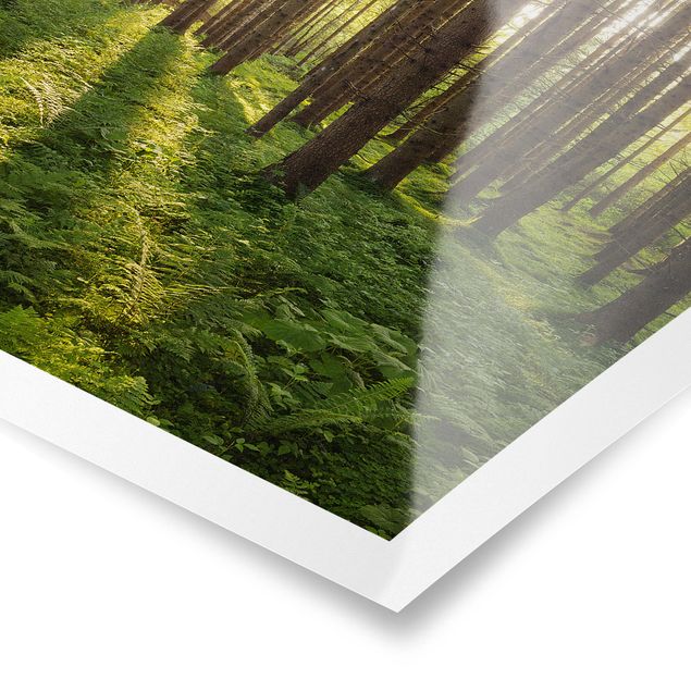 Poster nature paysage Rayons de soleil dans une forêt verte