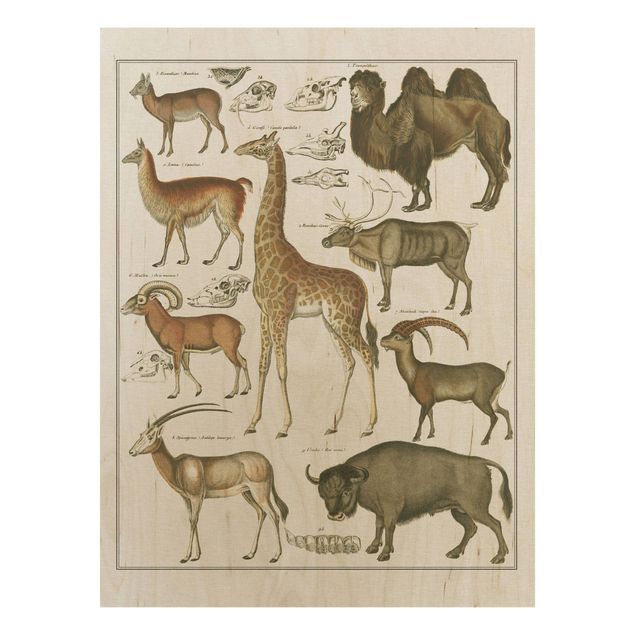 Tableaux en bois avec paysage Tableau Botanique Girafe, Camel Et IIama