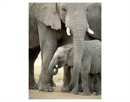 Stickers fenêtre animaux Elephant Love