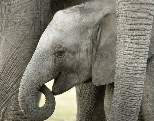Films autocollants Elephant Love