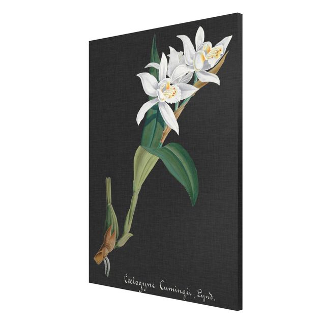 Tableaux magnétiques avec fleurs Orchidée blanche sur lin II