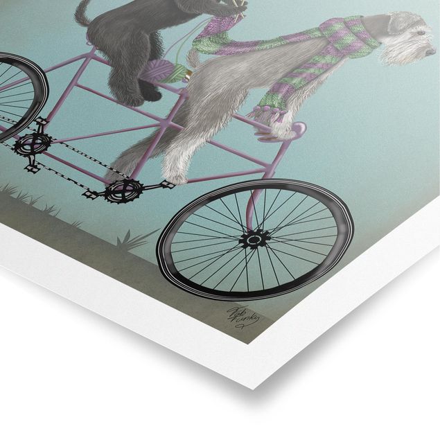 Tableaux animaux Cyclisme - Tandem Schnauzer