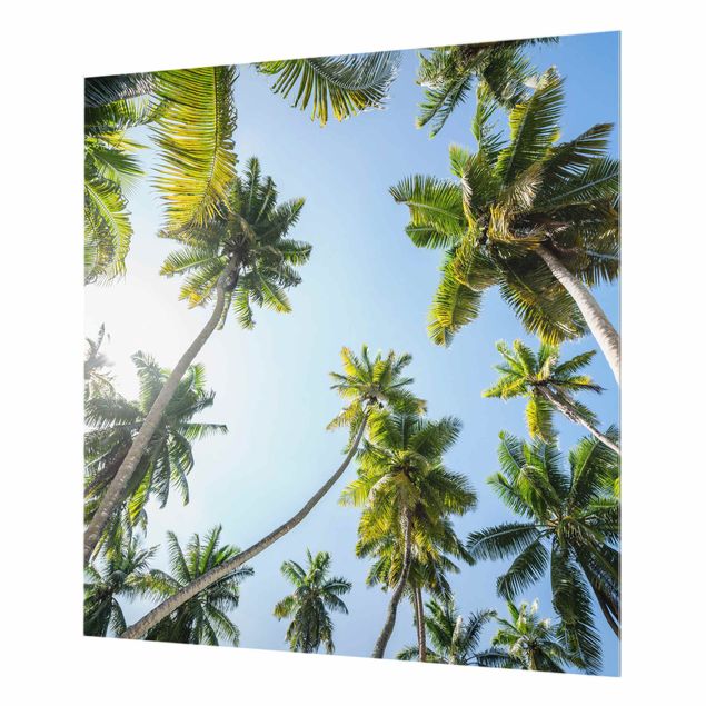 Fonds de hotte - Palm Tree Canopy - Carré 1:1
